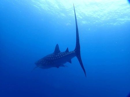 40131021_1465057856972228_2621911129995083776_n