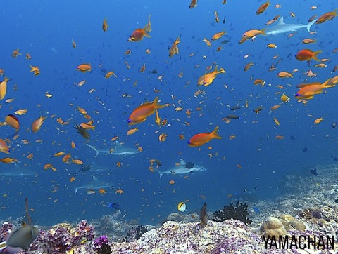 52BC6020-0098-4E3F-BBED-9DF07234F020