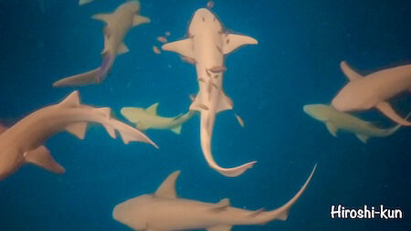 GPTempDownload 3-2-2