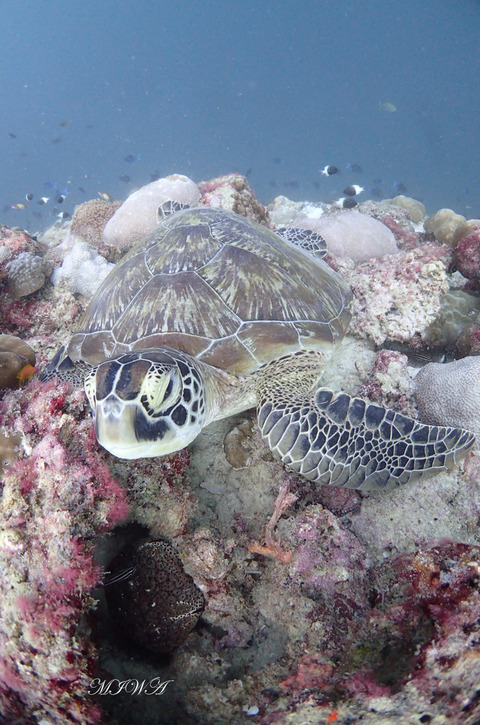 P7272189 - コピー