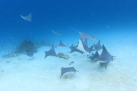 39453891_1839007122859217_6777371050633068544_n