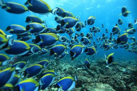 41651868_1396066180526013_7239387129409699840_n