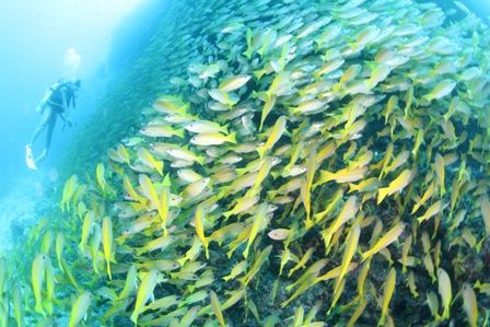 インディアンスナッパ―　橋本