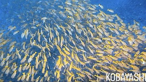 88027E4A-B838-4F18-BE9B-6F6B499EE764