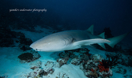 ナースシャーク