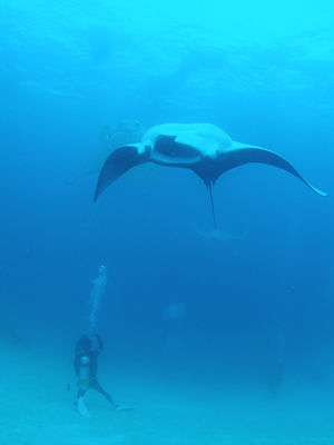 manta2