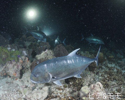 843D08A9-5A09-4115-8D8B-ABE3A62B6A00