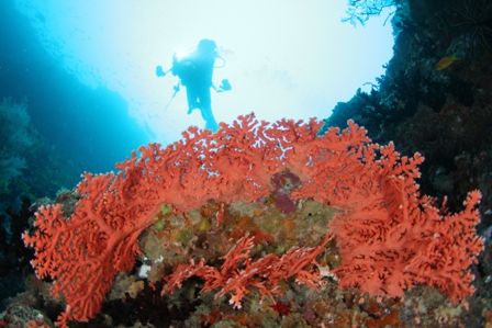 ピンクサンゴ　橋本