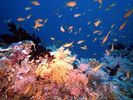 44030853_1871415626229434_8792929787384430592_n