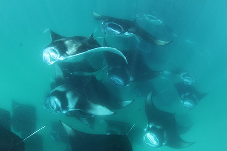 manta1