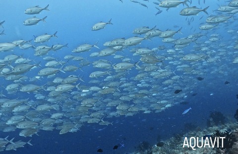 73DEBC7A-65AB-43D3-B5AF-11D283373738