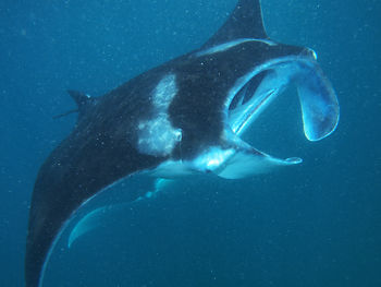 manta