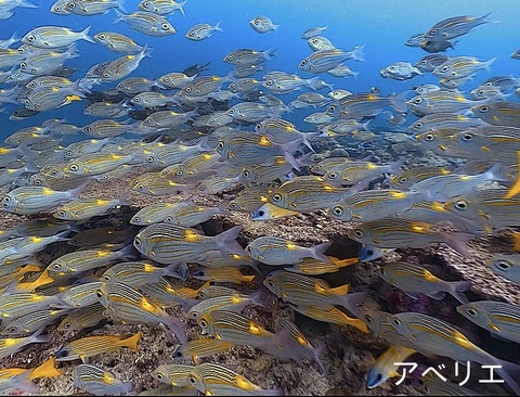 64C07743-944C-4C05-80C5-68F2CEAED00D