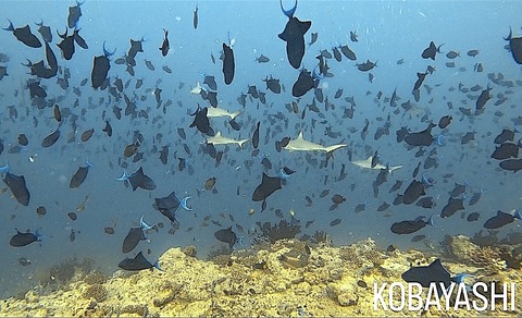 5547F5E5-E95B-408E-89CE-12EA38522D3B