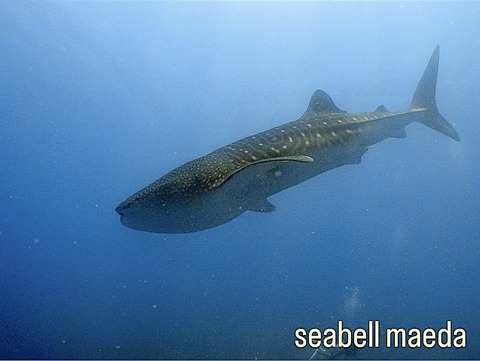 35ACAFB6-D594-4805-87EB-A834FA841C90