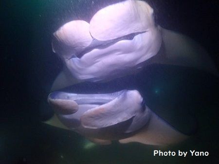 48110885_1934641239946468_430335072856440832_n