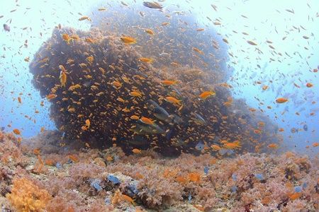 39468239_1839247089501887_3151438107480424448_n