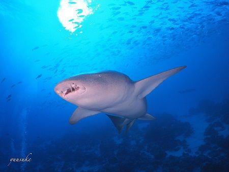 30850072_930787263770028_849781404_o