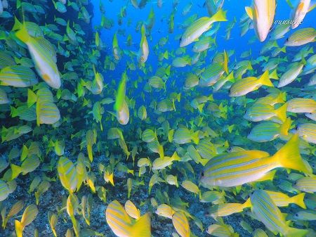 30909956_930787260436695_1482975975_o