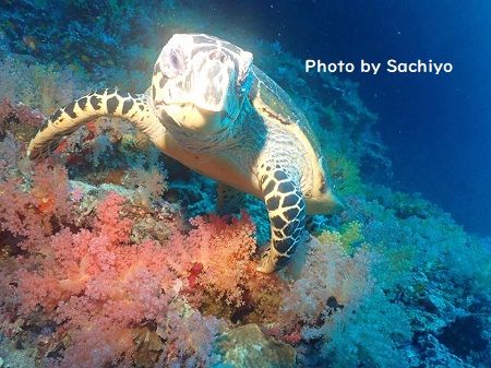 46426423_200759214162887_2896749656383946752_n