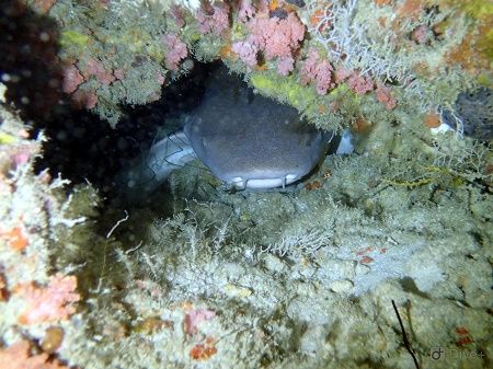 44023665_240449179983641_2962681823898894336_n