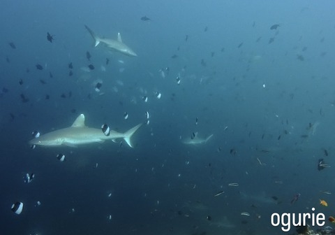 1D1EF0DC-BE35-4FC1-A9D9-7D9E00088298