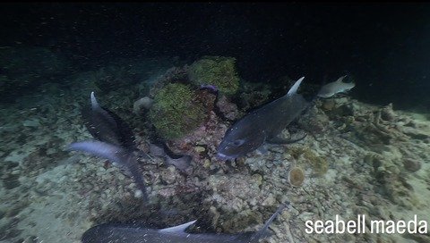 B5F92C67-FD65-4E92-ADCD-1415A4BB1FBD