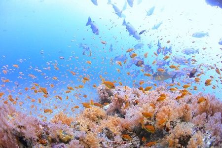 39504540_1839250449501551_7757557307126317056_n