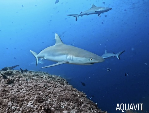 9AEE60D9-6719-426C-A959-7694D186A8C3