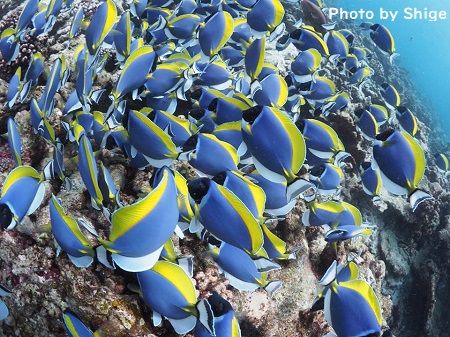 48366935_259390731405688_7906971333794201600_n