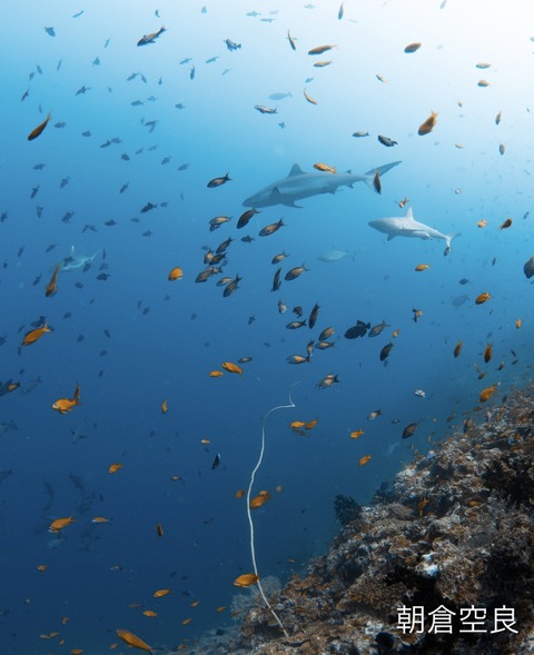 1A2382B3-A71C-4C84-8939-8F9E5AF7DBCD