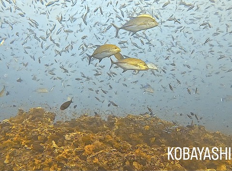 EC967AF9-C852-45D3-8E07-B3BF8D6BF5EE