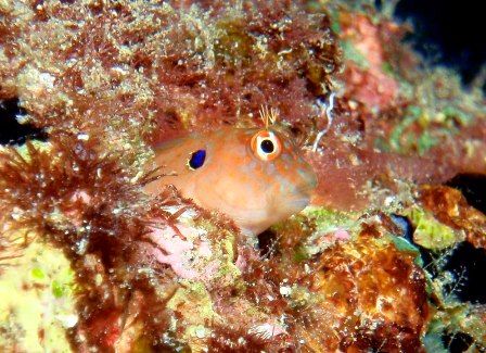 イヤ―スポット　ふーねい