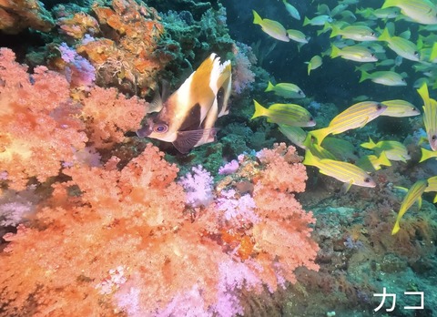 143CEE19-2DFA-47A8-94E7-FD2DD7B3EBEC