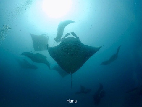 IMG_8268 - コピー