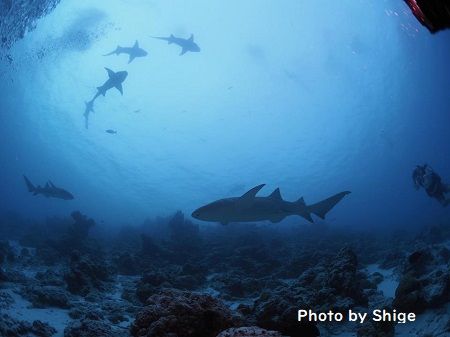 48364531_1184543855026653_2515471412219609088_n