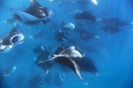 41632354_300220360758275_9073376570399260672_n