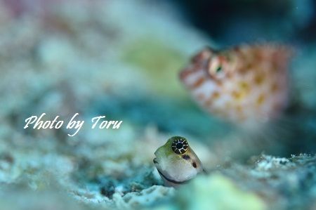 10 Toru