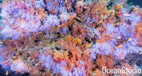 07D8179E-6739-4BED-A34D-F2DE8685032A