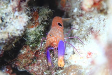 ヒノマルテッポウエビ　by 古見きゅう