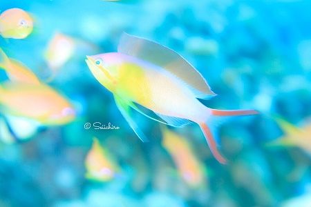 40103303_2300965533251635_2218098944775290880_n