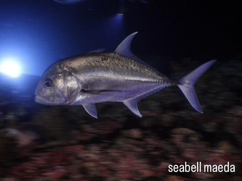 B5BADCD7-4FA1-4047-A8A2-A2FF14B31C7B