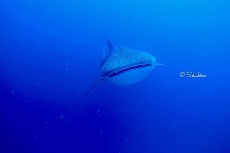 40067150_722425071425460_514091779851550720_n