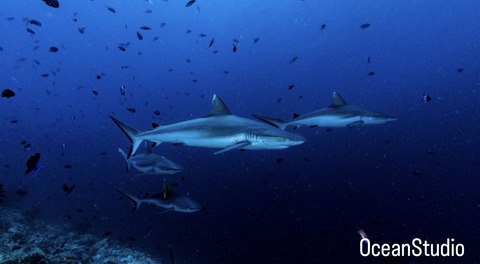 A5111493-3A45-470A-AA62-531365A1B1C6