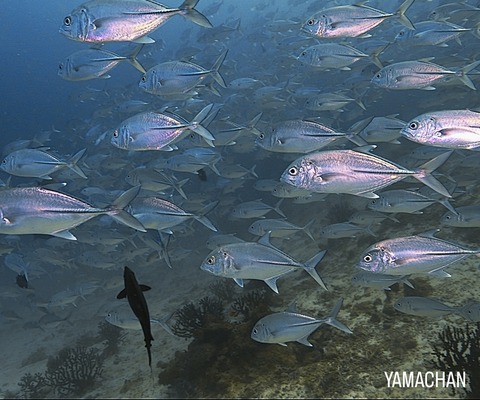 198BE508-7443-4B77-8E86-8C74417A6FFF