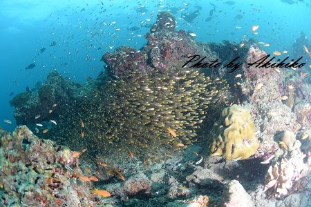 H1 A4