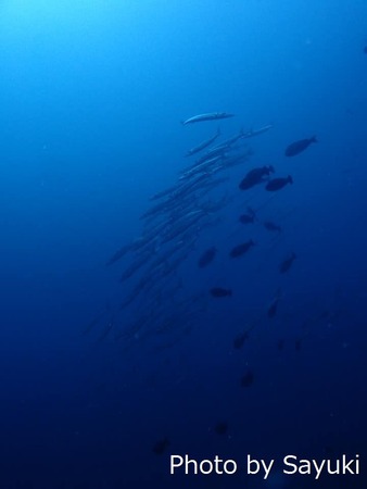 44458590_1293043470834662_3440663984036904960_n