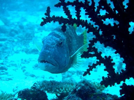 のざきさん旦那様