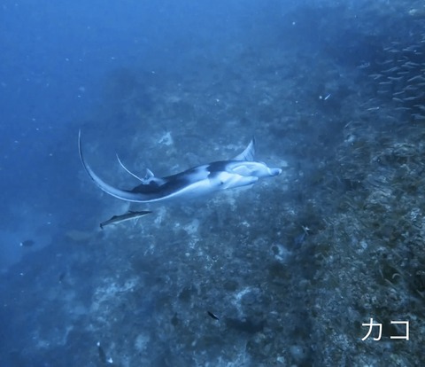 4EB6FAFF-7B8C-466A-A616-4958F8FEC7C9