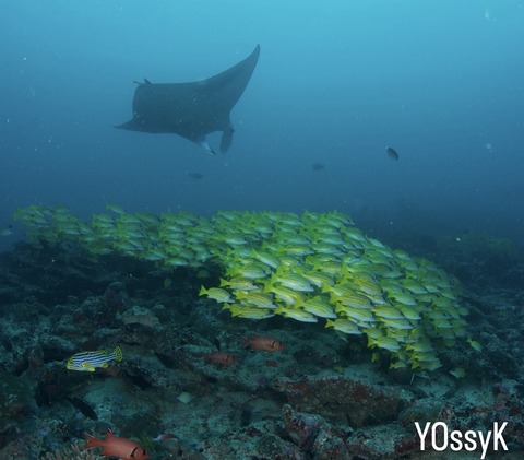 492AF224-83BC-49C3-8FEB-D73A7D3A6B9A